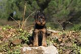 AIREDALE TERRIER 067